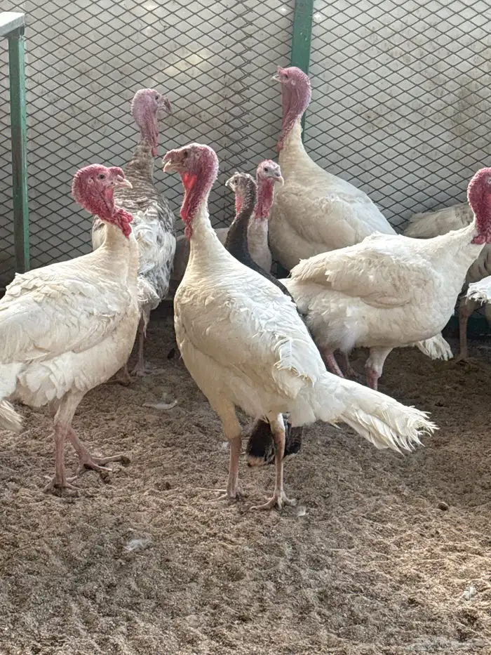 طيور بيت الزاجل 7