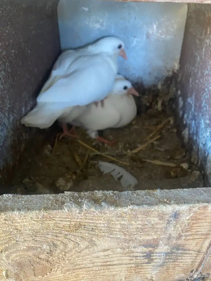 حمام فرنسي 2