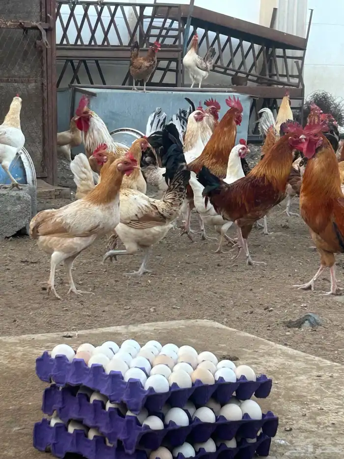 بيض بلدي 1