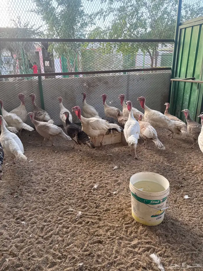 طيور بيت الزاجل 6