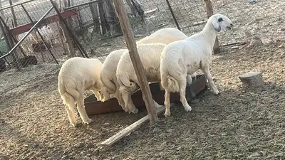 طليان حري مع الذبح والتوصيل 0