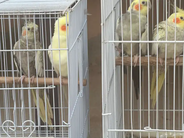 جوزين كيروان 19