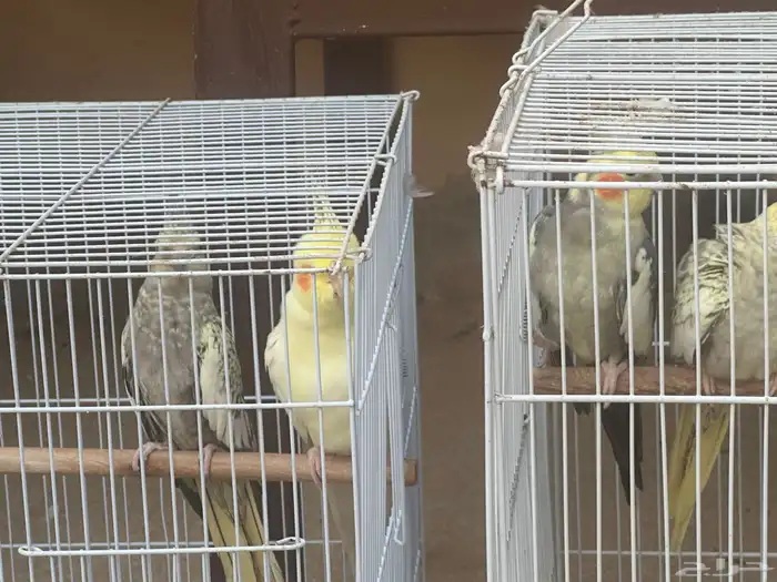 جوزين كيروان 20