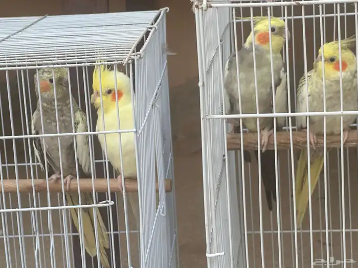 جوزين كيروان 17