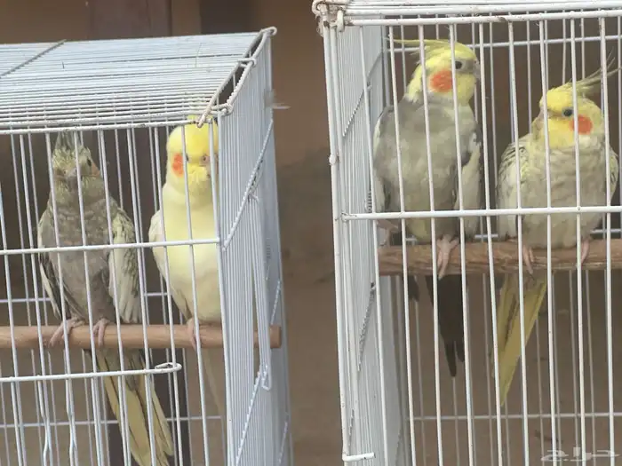 جوزين كيروان 18