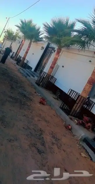 يوجد لدينا نخيل عربي 2