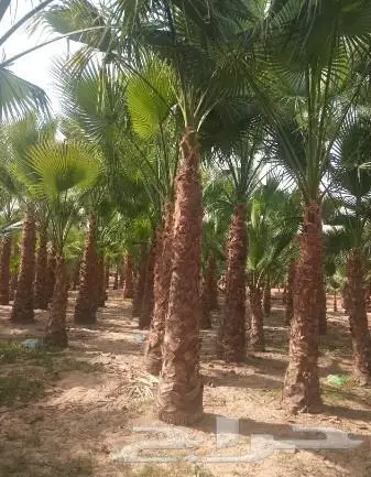 نخل واشنطني واشنطواني 26