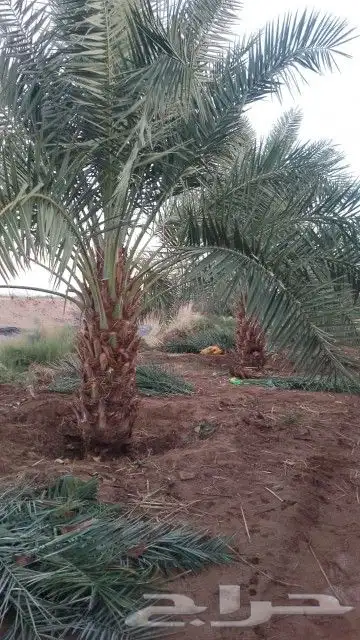 نخل برني وروثانه ومشكلات بكميات واسعار مناسبه 3