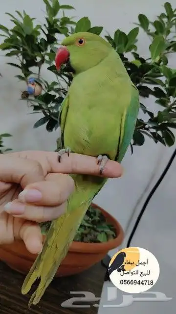 للبيع ببغاء الدره الخضراء أليف جدآ لعوب 4
