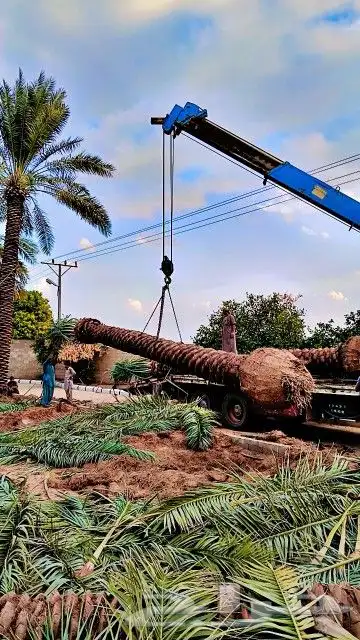 نخيل للبيع من متر الا 3 أمتار 9