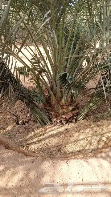 توريد جميع انواع النخيل 0