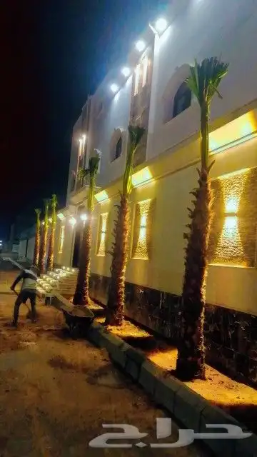 يوجد لدينا نخيل عربي 3
