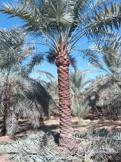 نخيل للبيع من متر الا 3 أمتار 0