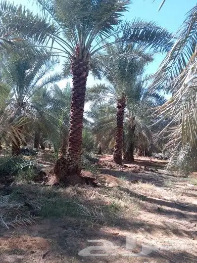 نخيل للبيع من متر الا 3 أمتار 2
