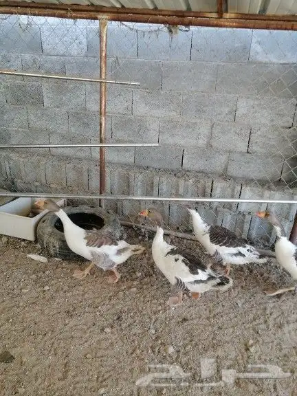 ما شاء الله وز بلدي للبيع على السوم انثه معها 6 فروخ 1