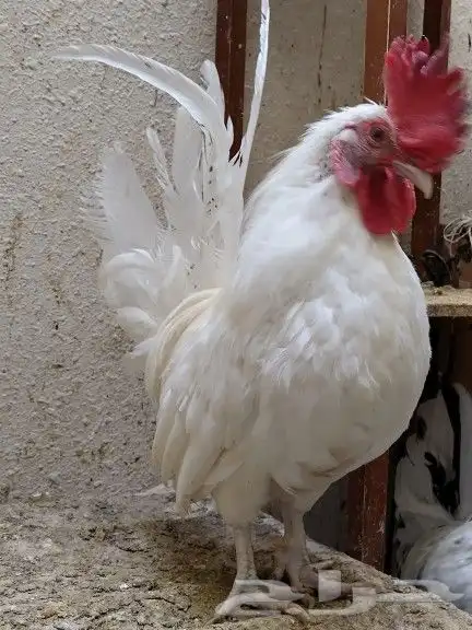 ديك عربي نوع حبحاب لون ابيض صافي مميز عرف واقف 4
