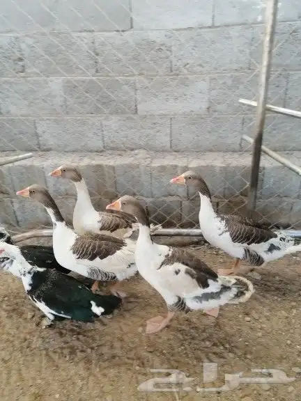 ما شاء الله وز بلدي للبيع على السوم انثه معها 6 فروخ 0