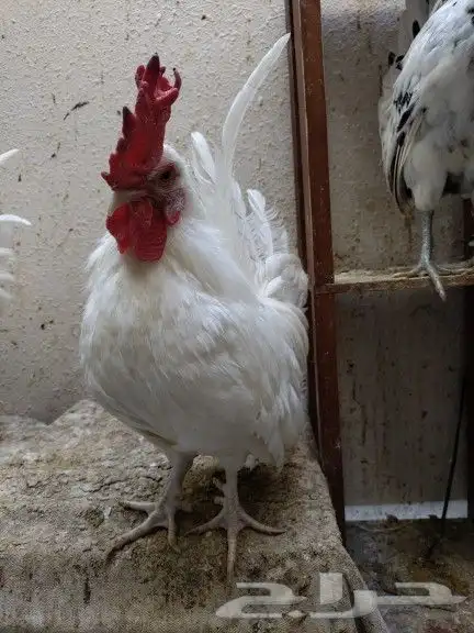 ديك عربي نوع حبحاب لون ابيض صافي مميز عرف واقف 1