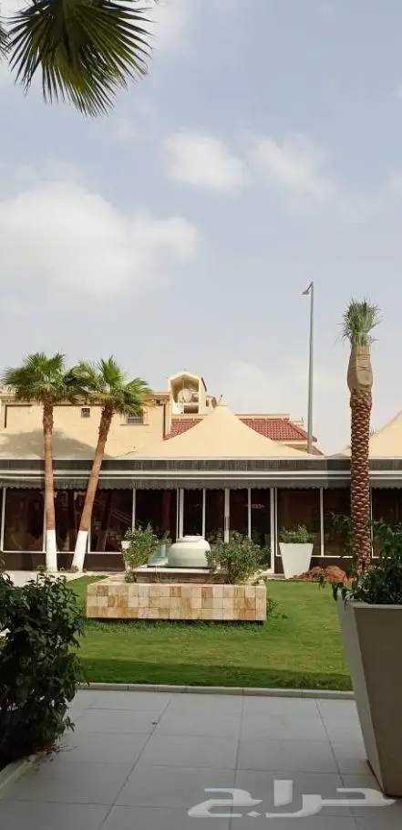 نخل واشنطني واشنطواني 35