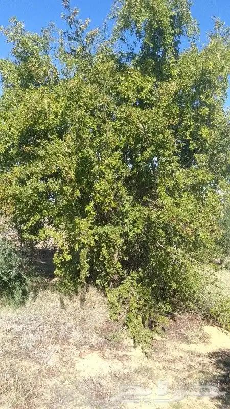سدر 5