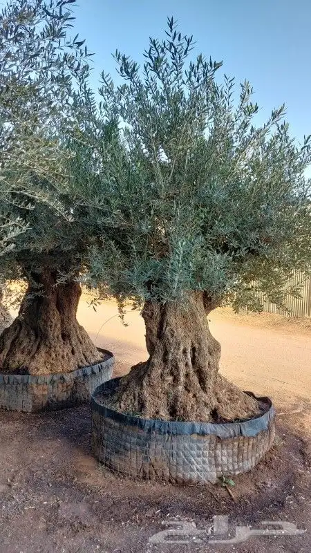يوجد لدينا جميع انواع الاشجار 1