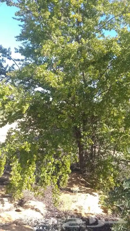 سدر 2