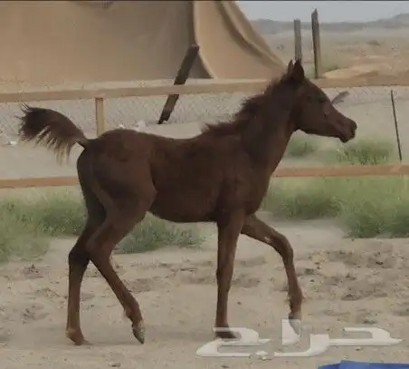 حصان مكس واهو 2