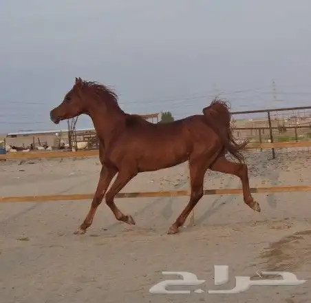 حصان مكس واهو 1