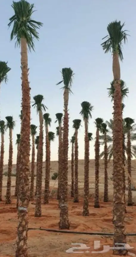 نخل واشنطني واشنطواني 27