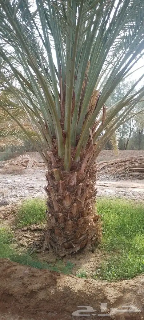نخل برني وروثانه ومشكلات بكميات واسعار مناسبه 0