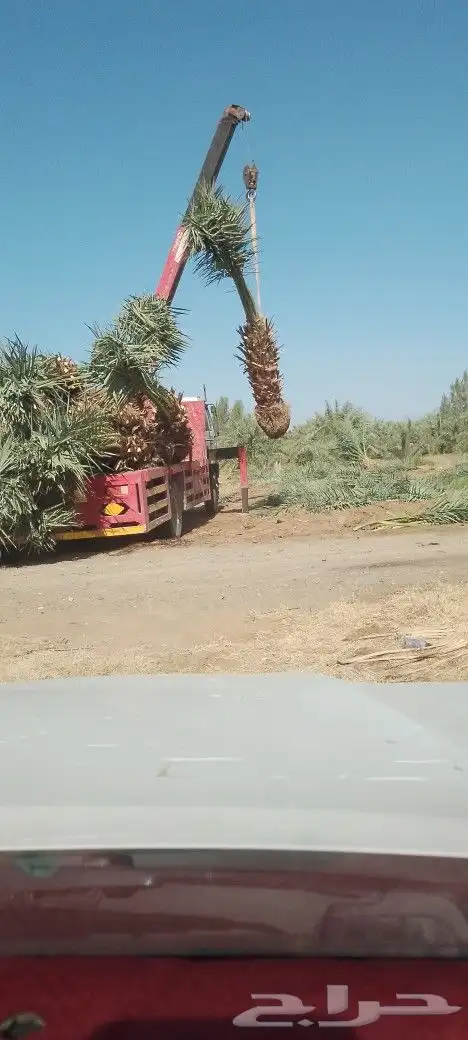 نخل برني وروثانه ومشكلات بكميات واسعار مناسبه 4