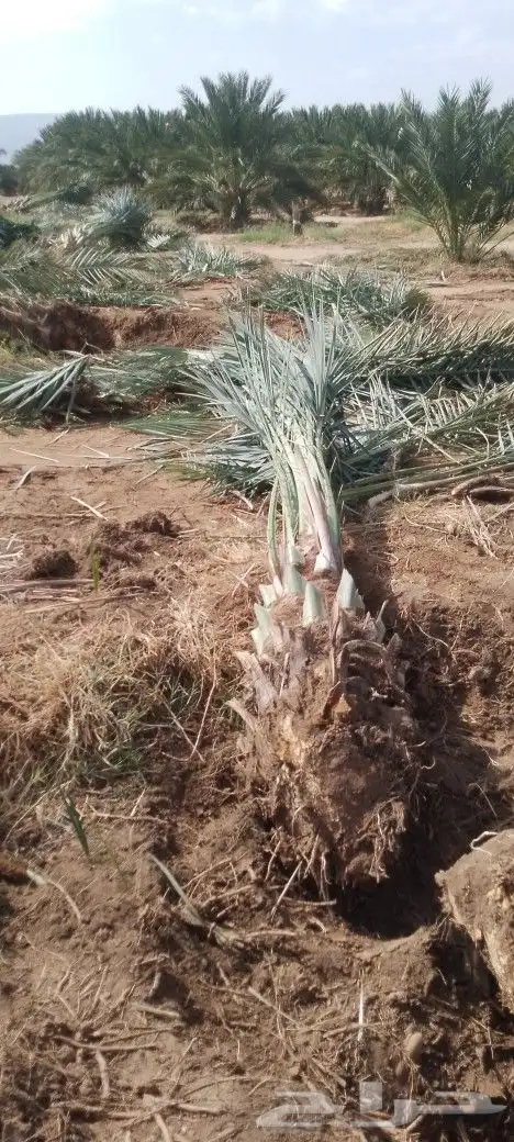 نخل برني وروثانه ومشكلات بكميات واسعار مناسبه 7