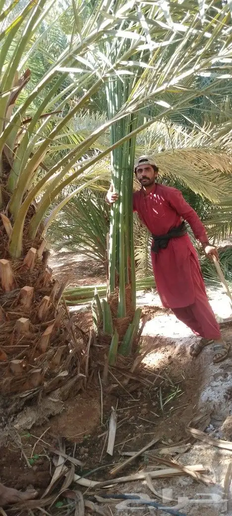 فسايل ودي نخل برني كبار 1