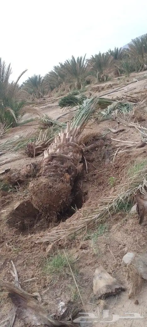 نخل برني وروثانه ومشكلات بكميات واسعار مناسبه 1