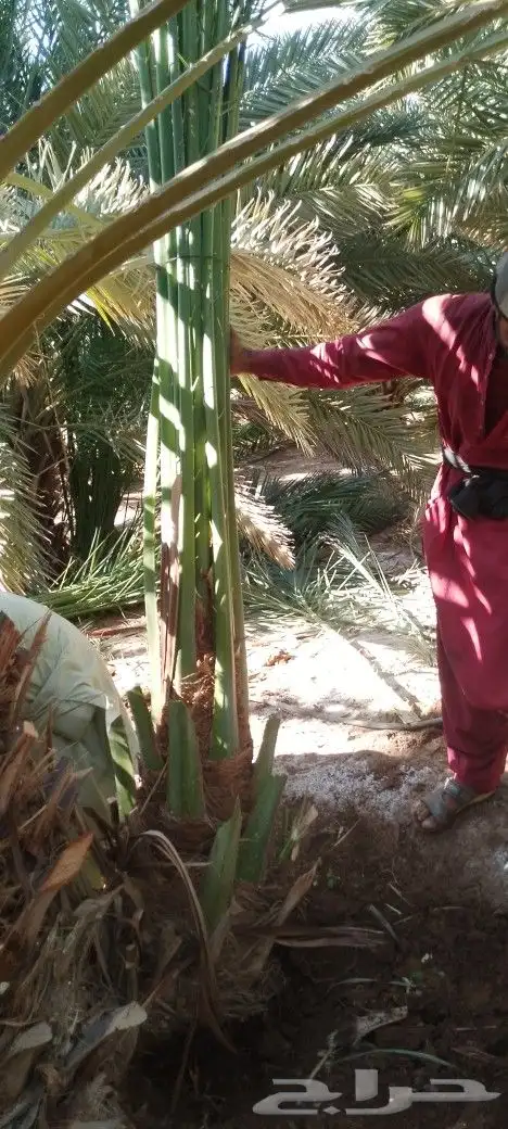 فسايل ودي نخل برني كبار 3