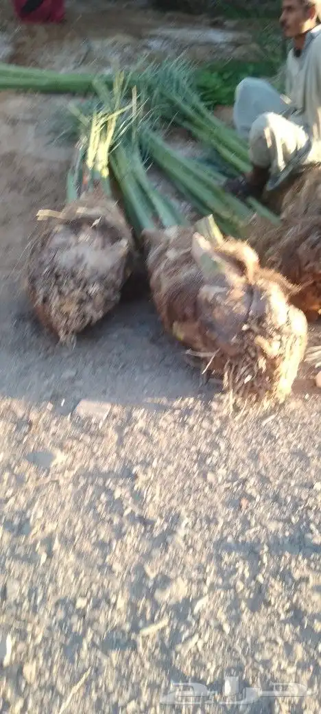 فسايل ودي نخل برني كبار 2
