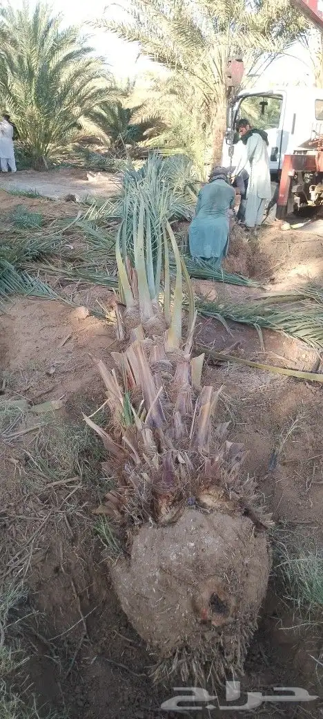 نخل برني وروثانه ومشكلات بكميات واسعار مناسبه 5