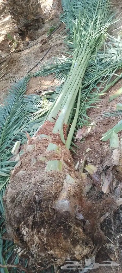 فسايل ودي نخل برني كبار 6