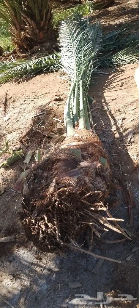 فسايل ودي نخل برني كبار 7