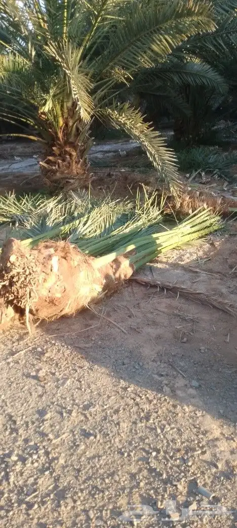 فسايل ودي نخل برني كبار 0