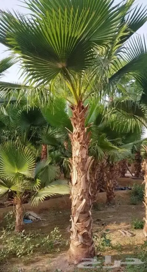 نخل واشنطني واشنطواني 16