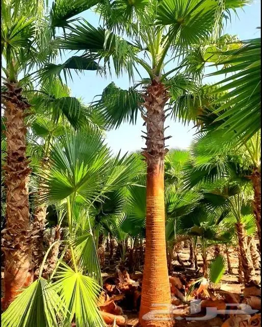 نخل واشنطني واشنطواني 4