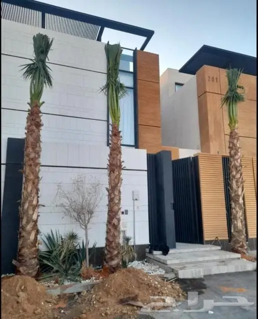 نخل واشنطني واشنطواني 2