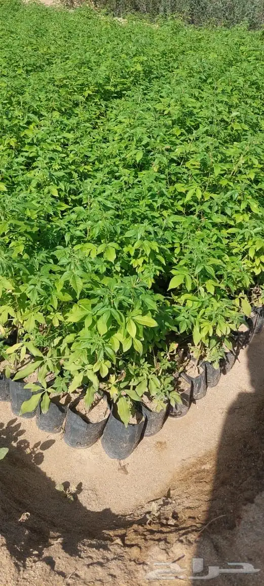 شتلات بريال ونص واصله موقعك للجملة فقط فوق 2000 15