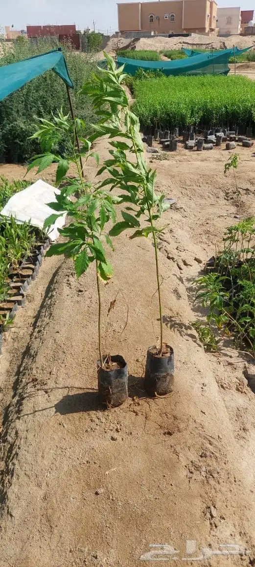 شتلات بريال ونص واصله موقعك للجملة فقط فوق 2000 12