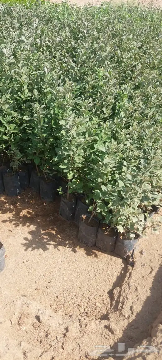 شتلات بريال ونص واصله موقعك للجملة فقط فوق 2000 16