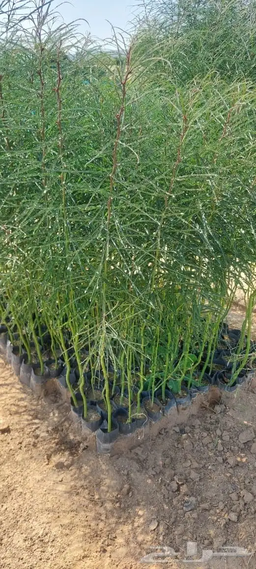 شتلات بريال ونص واصله موقعك للجملة فقط فوق 2000 11