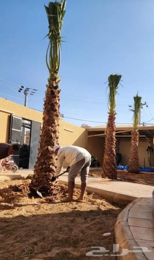 نخل واشنطني واشنطواني 24