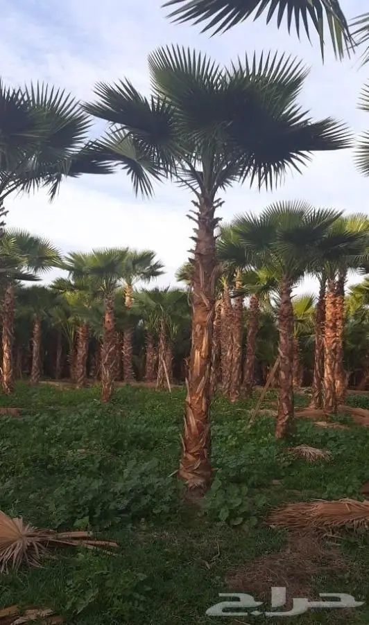 نخل واشنطني واشنطواني 10