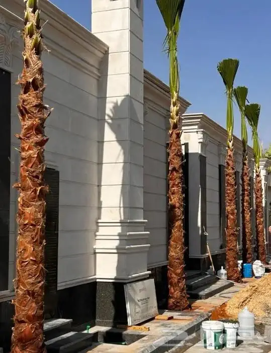 نخل واشنطني واشنطواني 37